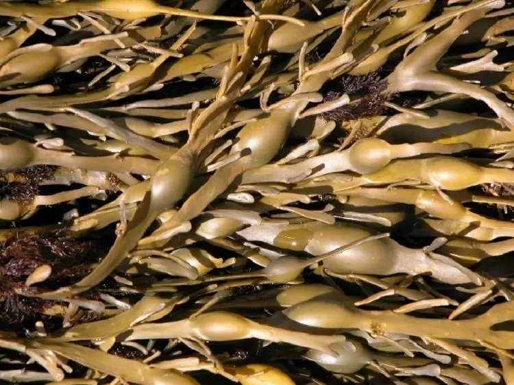 ISO CE Highly Concentrated Enzymatic Hydrolysis Organic Liquid Seaweed Foliar Fertilizer