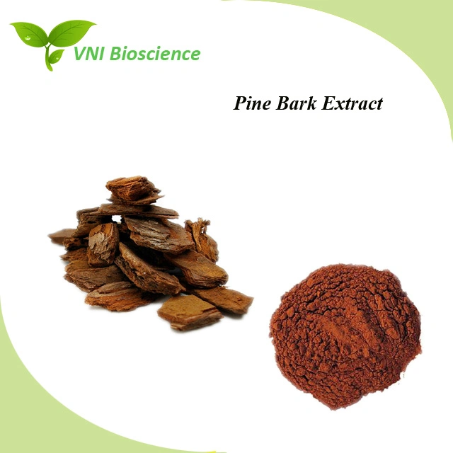 ISO Certified 100% Natural Pine Bark Extract for Rheumatic Bone Pain