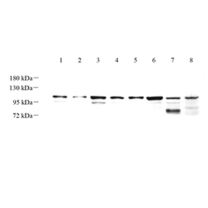 Anti -GRP94 Rabbit Primary Polyclonal Antibody