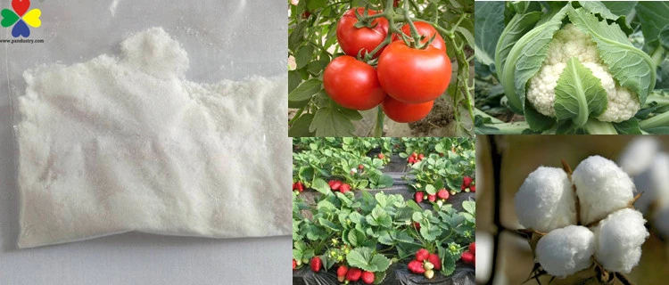 CAS 593-50-0, Plant Growth Hormones Triacontanol Foliar Spray Plant Growth Regulator for Sale