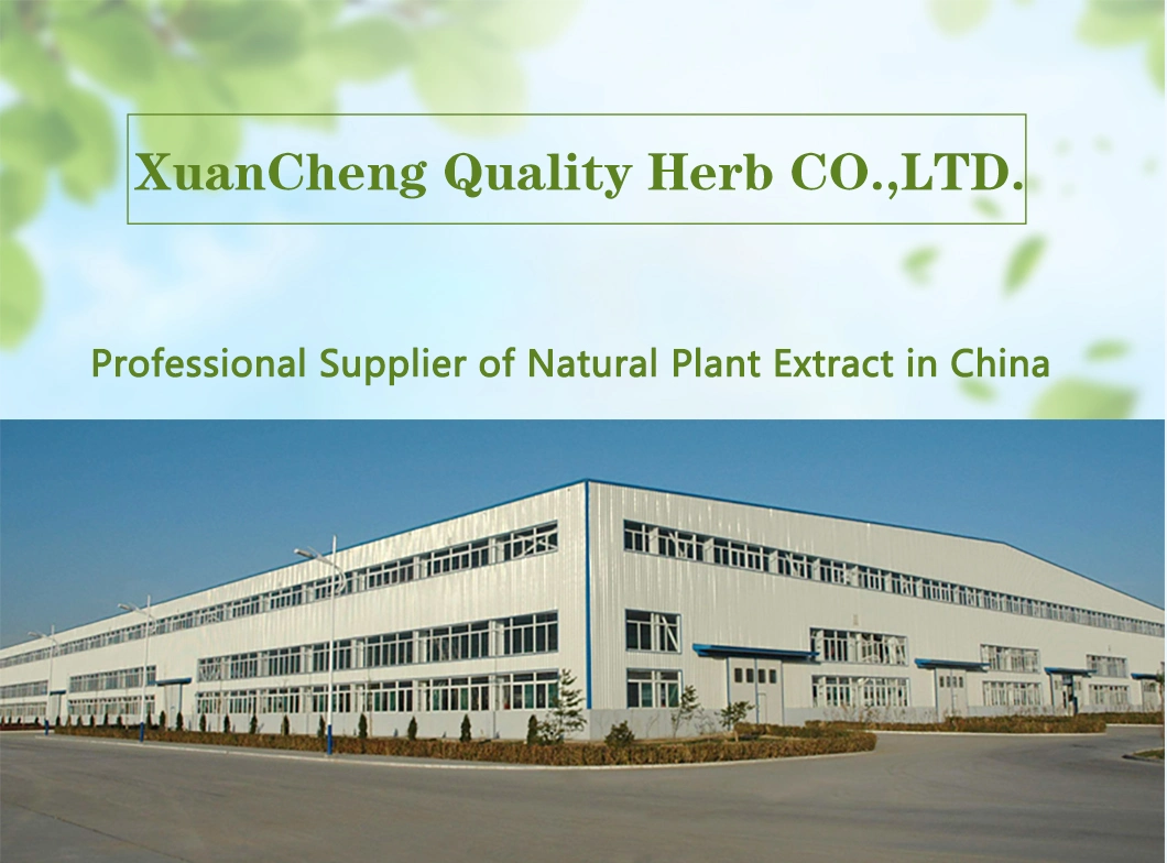 Rhus Chinensis Extract 40% Ellagic Acid Extracted From Gallnut