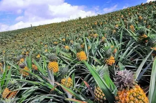 Plant Hormone Plant Growth Regulator 98% Tc Pineapple Cloprop 3-CPA