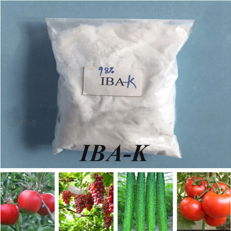 Good Price Plant Growth Promoter Iba-K 98%Tc