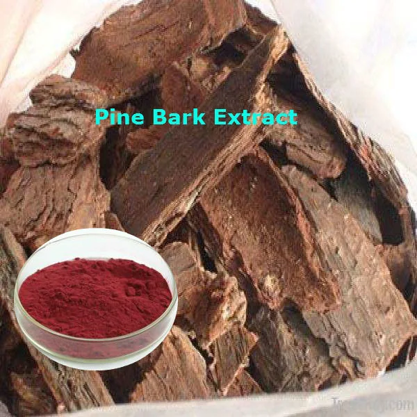 High Quality Pine Bark Extract Powder