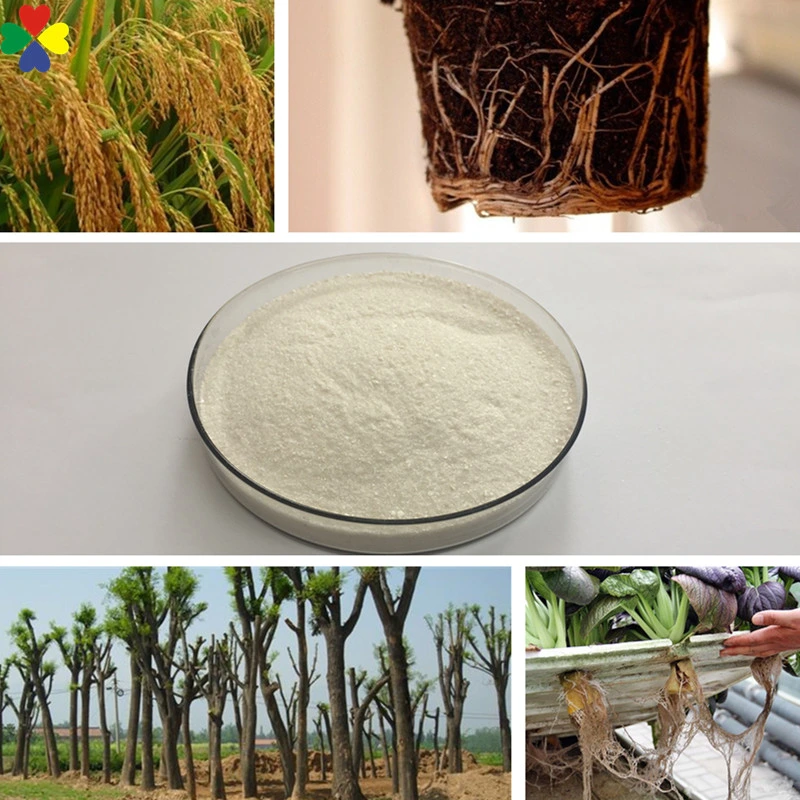 Plant Root Growth Promoter Iba 3-Indolebutyric Acid 98%Tc