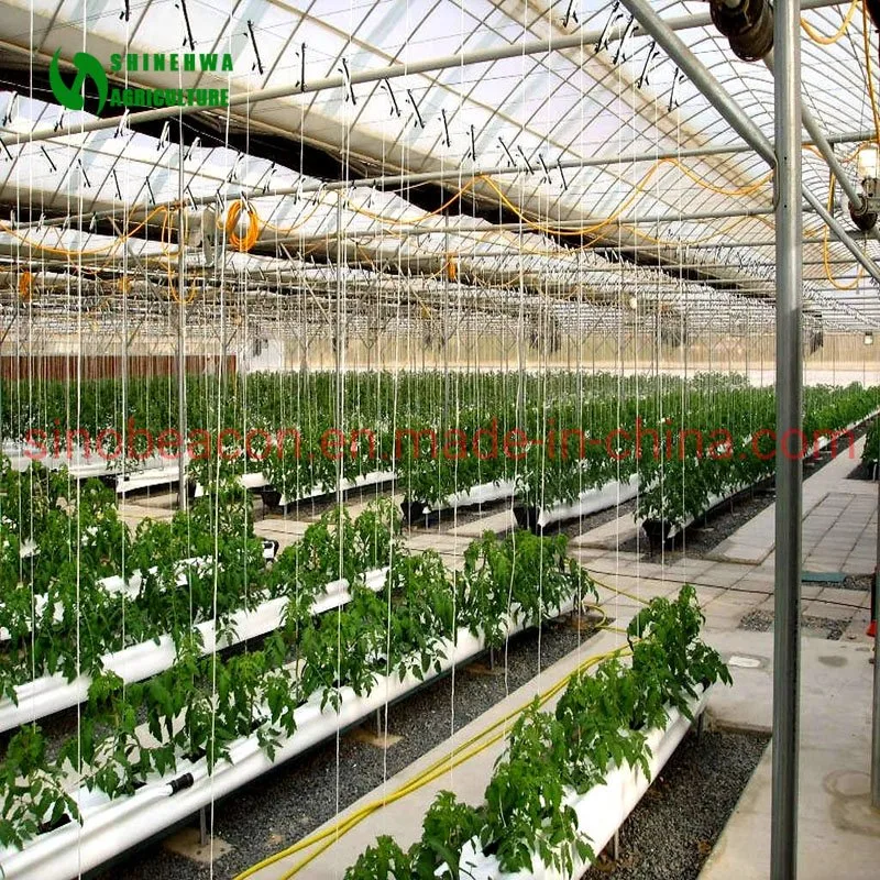 Multispan Glass Greenhouse with Hydroponics Growing System for Tomato Growing