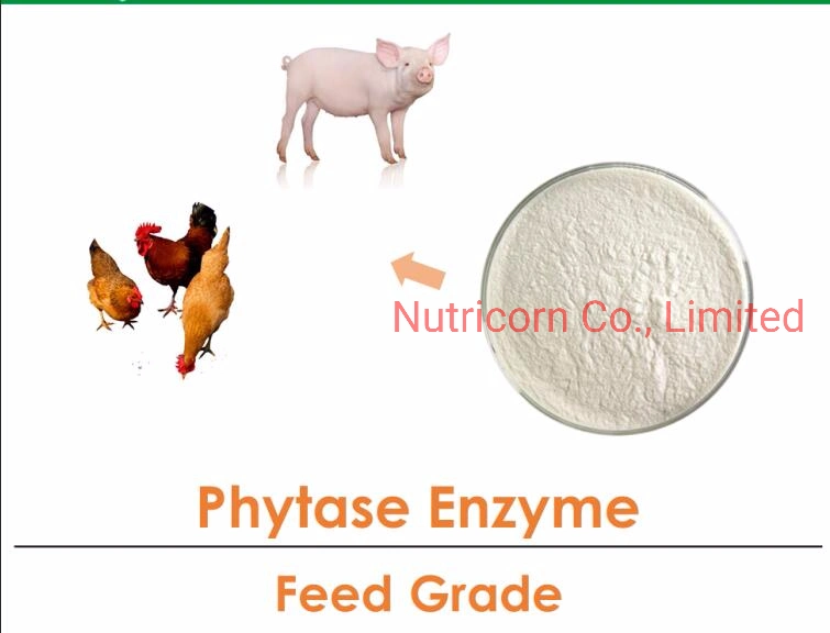 Amino Acids L-Lysine HCl 98.5% Feed Additives for EU Market