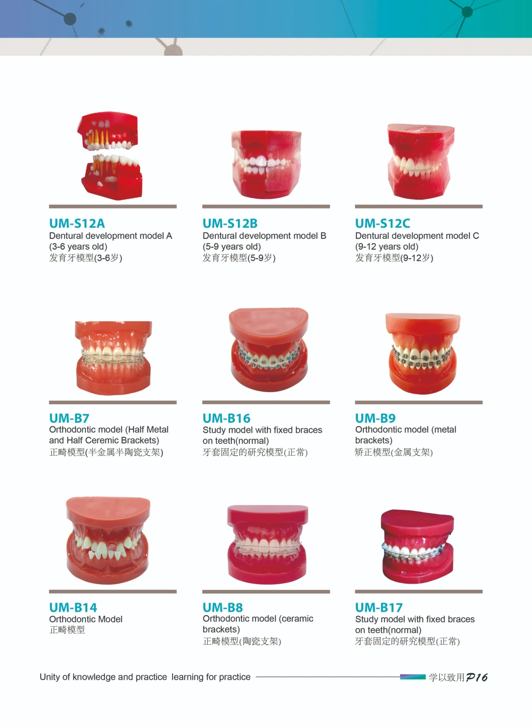 Standard Dental Teeth Model/Standard Holostomatous Model/White Alundum Teeth Model