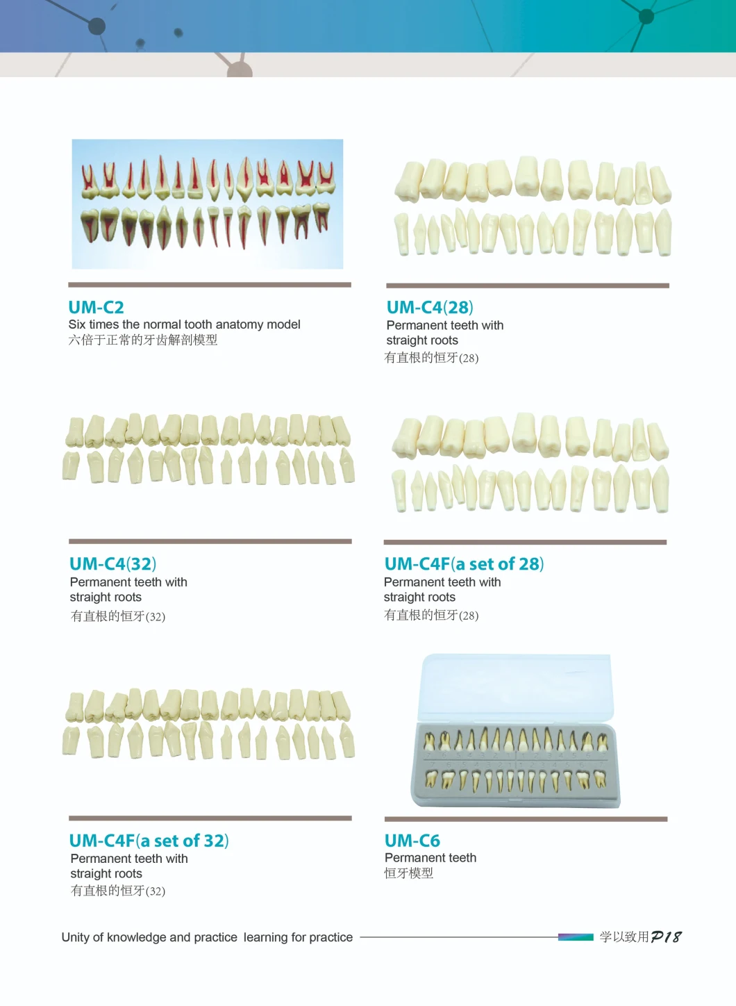 Dental Practice Models/Completely Transparent Model/Standard Adult Teeth/Dental Patient Model