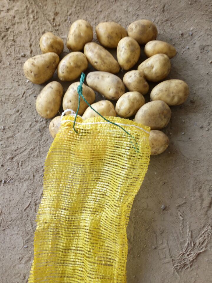New Crop Best Quality Netherlands Potatoes Fresh Potato