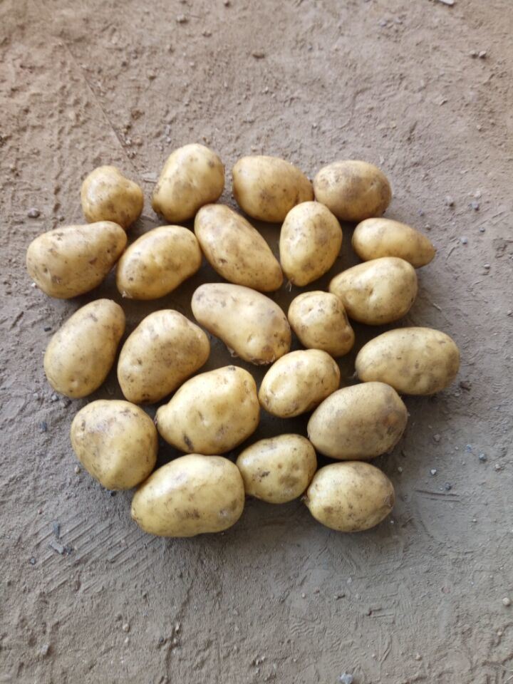 New Crop Best Quality Netherlands Potatoes Fresh Potato