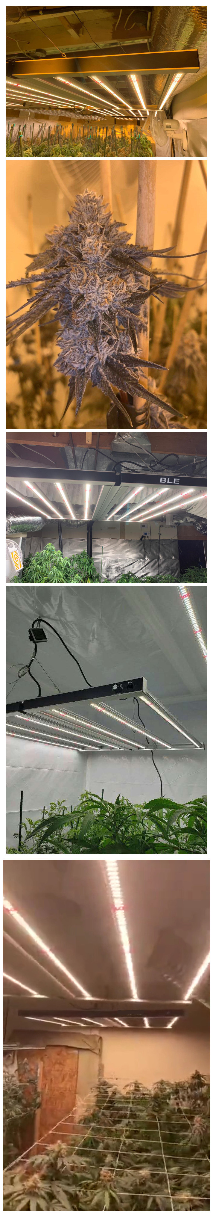 Horticulture Greenhouse Project Commercial LED Grow Light Group Control Dimming Timer Function Samsung Lm301b Diodes