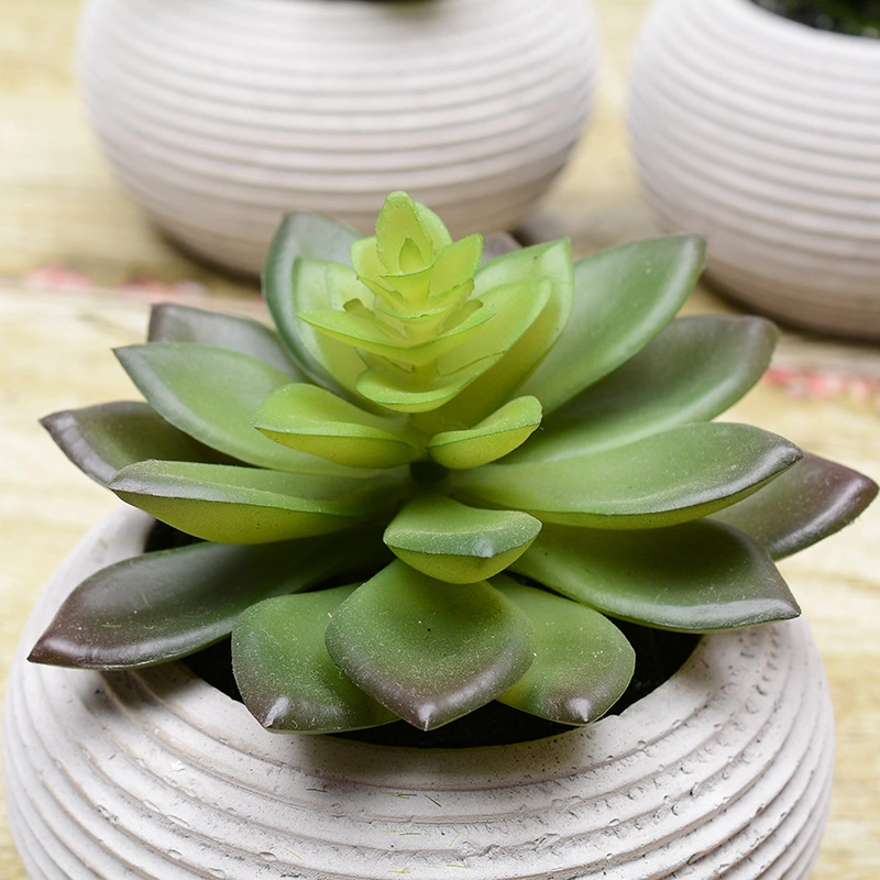 Succulent Ceramic Plant Pot Planters