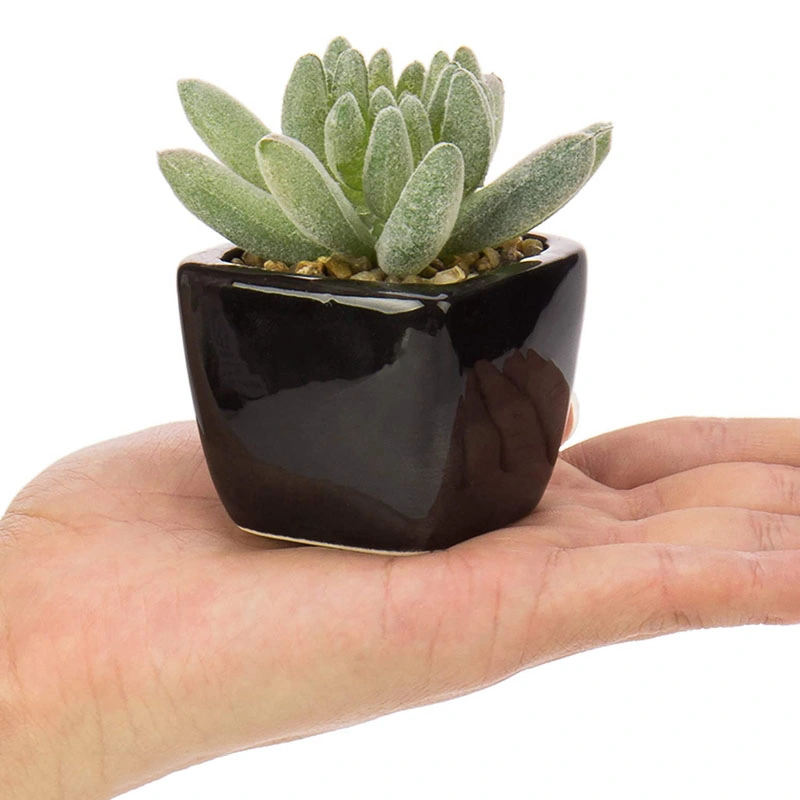 Mini Assorted Artificial Succulent Plants in Black Ceramic Pots, Set of 4