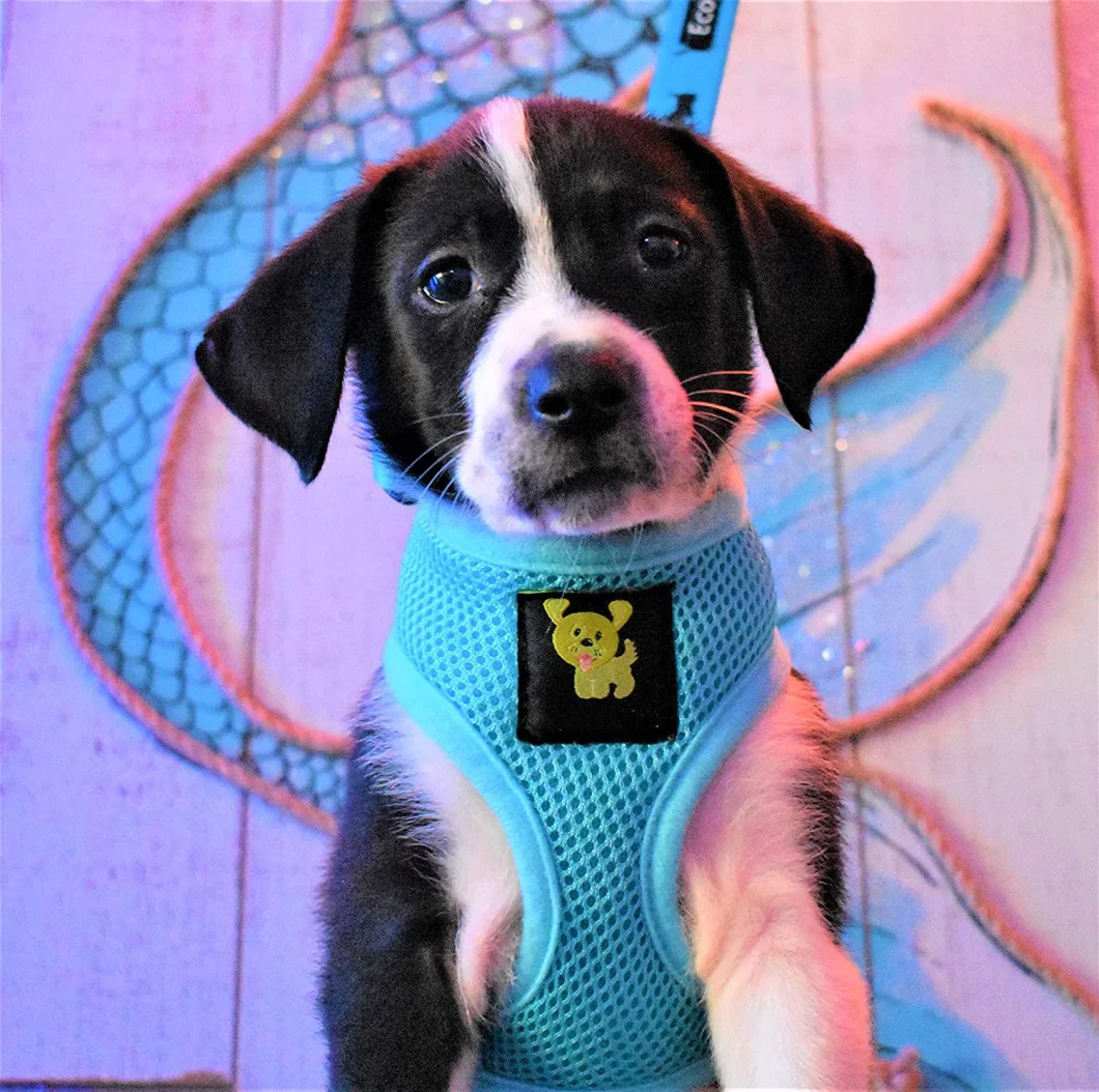 Low Price Dog Harness Adjustable Pet Vest Customized Logo Pet Supplies Small Animal Training Harness