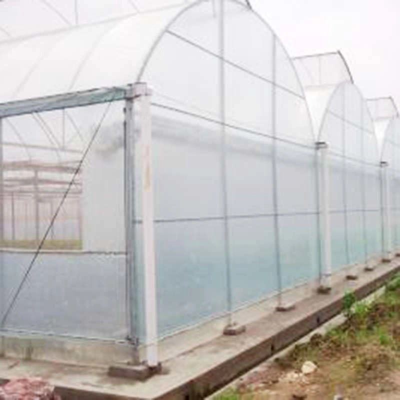 Modern Single Tunnel Plastic Film Hydroponics Greenhouse for Vegetables