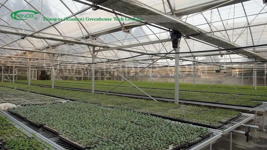 Multi-Span Greenhouse Multi Span Film Greenhouse Mainly for Agriculture farm