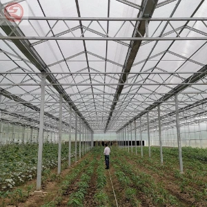 China Supplier Multi-Span/Venlo Roof Glass Strawberry/Tomato Greenhouse Hydroponics