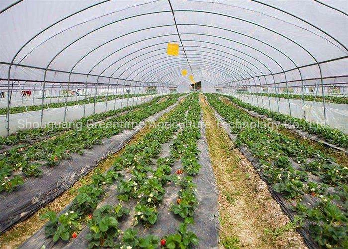 20m Length Gothic Greenhouse with Cooling/Shading/Hydroponic From China