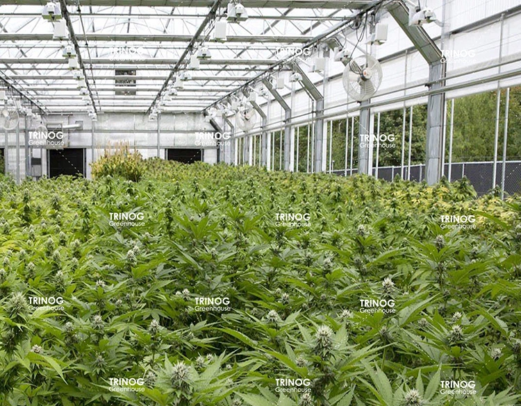 Agriculture used all blackout shading system hemp green houses for sale