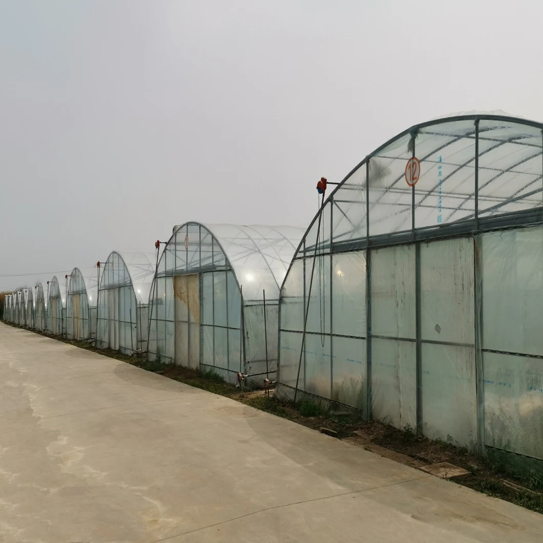 High Tunnel Aquaponic Agricultural Greenhouse with Heating System