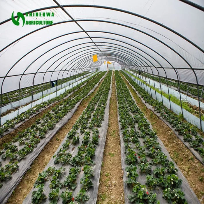 Customized Single Span Plastic Film Greenhouse for Tomato/Cucumber/Flowers/Vegetable with Cooling System & Hydroponic System