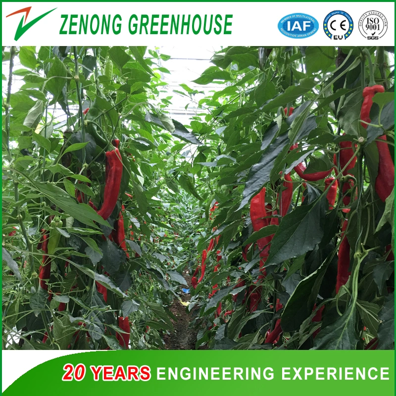 Galvanized Steel Frame Agriculture/Commercial Turn-Key Poly Tunnel Film Greenhouse Glass Greenhouse PC Greenhouse for Vegetables/Flowers/Exhibition/Hydroponics