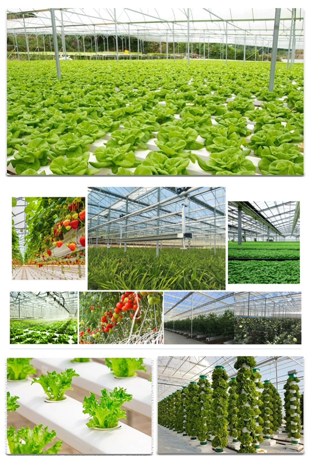 Agriculture Productive High Tunnel Glass Tomato/Cucumber/Mushroom/Strawberry/Lettuce/Flower/Commercial Greenhouse with Hydroponic Equipments