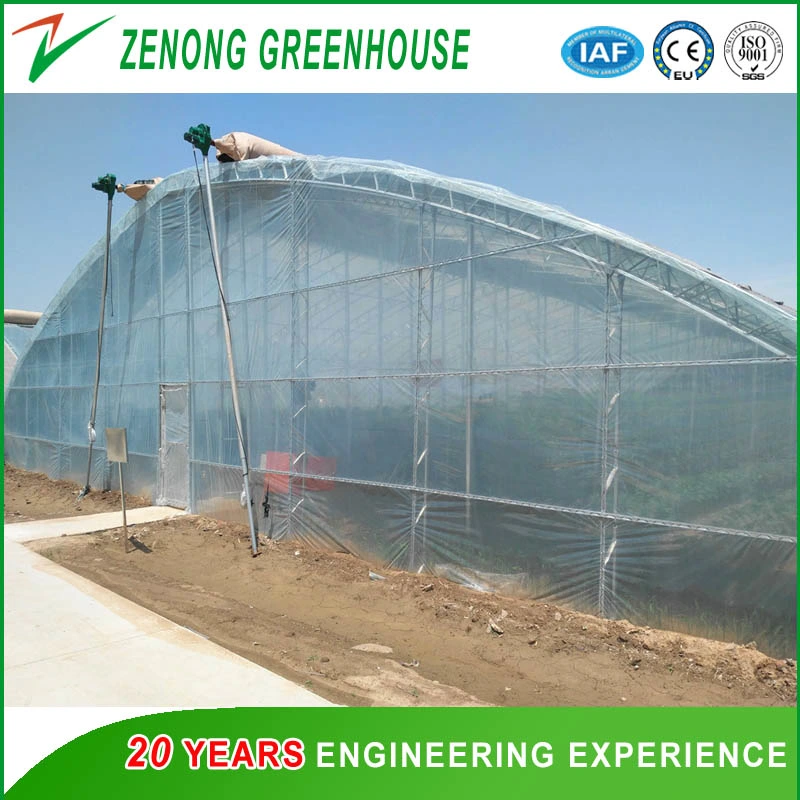 High Quality Low Price 8m Span 3.2m Height Small Greenhouse with Single Span