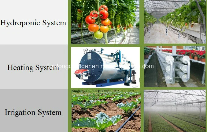 Good Quality Tomato and Strawberry Hydroponic Venlo Glass Greenhouse