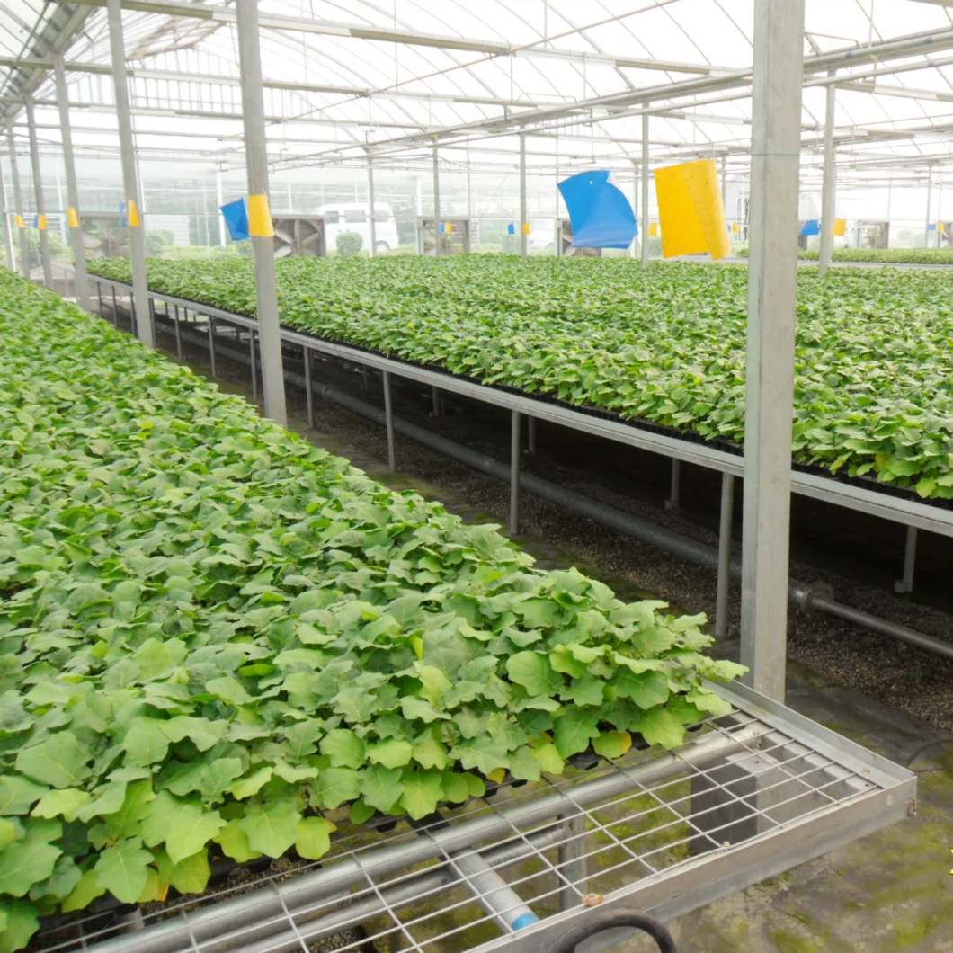Commercial Greenhouse Agriculture Green House Plastic Film Greenhouses for Hydroponics/Seed Breeding