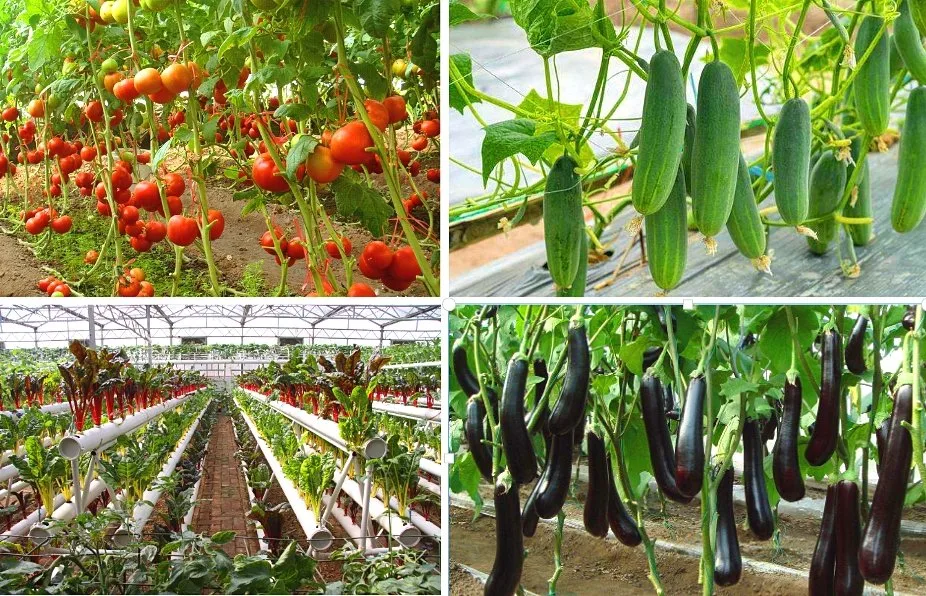 Agricultural Double Layer Film Greenhouse Tunnel Greenhouse