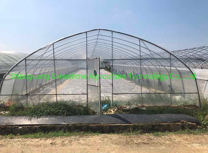 Single Span Tunnel Film Greenhouse for Cucumber/Tomato Planting