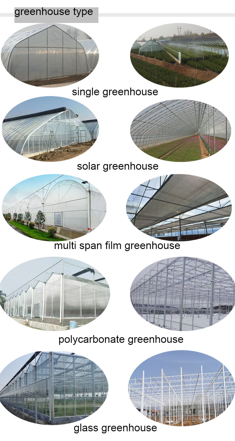 Low Cost Greenhouse Plastic Multi-Span Agriculture Tunnel Greenhouse
