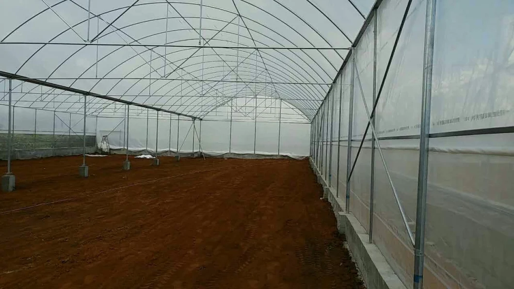 Plastic Po Film Multi-Span Greenhouse for Chinese Cabbage/Lettuce/Tomato/Potato/Cucumber