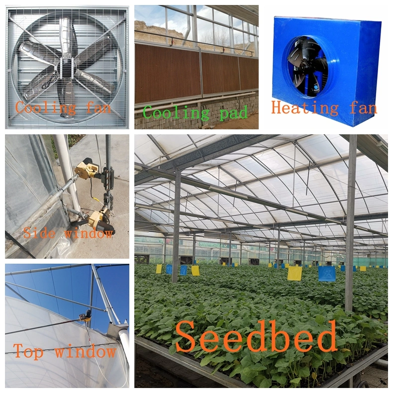 Agriculture Productive Multi-Span Plastic Film Greenhouse for Tomato/Strawberry/Cucumber/Garden Cultivation