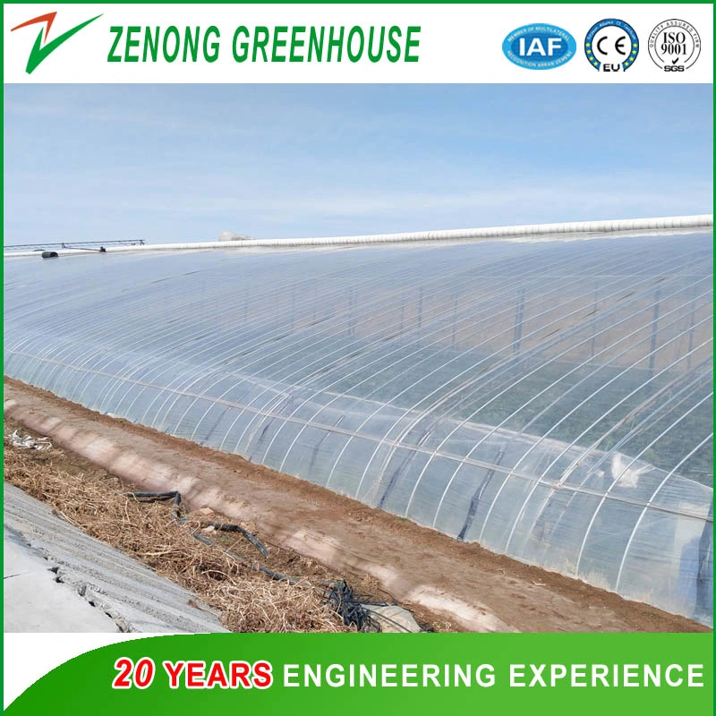 Flower Po/PE Film Single-Tunnel Greenhouse with Shading Screen for Rose/Tulip/Camellia