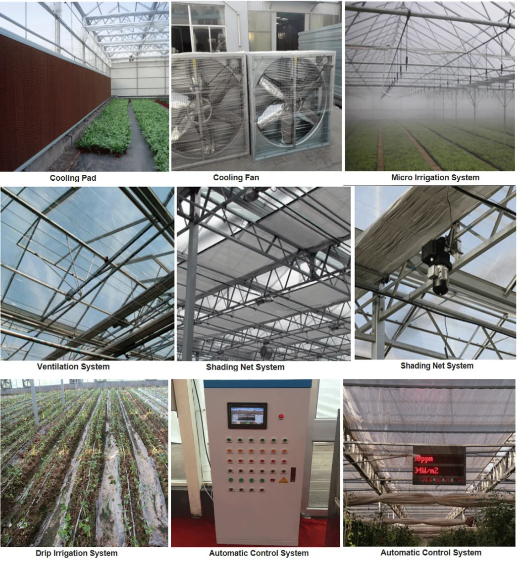 Plastic Po Film Multi-Span Greenhouse for Chinese Cabbage/Lettuce/Tomato/Potato/Cucumber