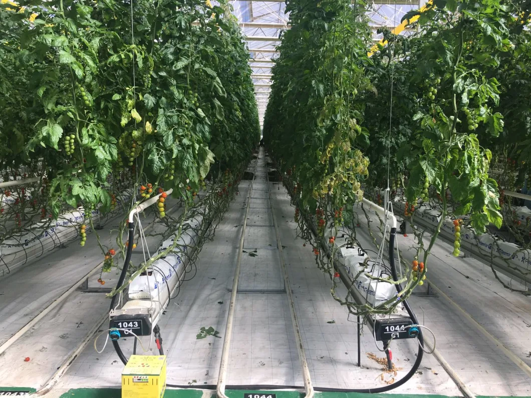 Qualified Commercial Plant Nursery Tunnel Greenhouse Blackout