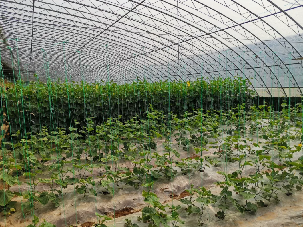 Steel Frame Commerical Multi Span Greenhouse for Cucumber