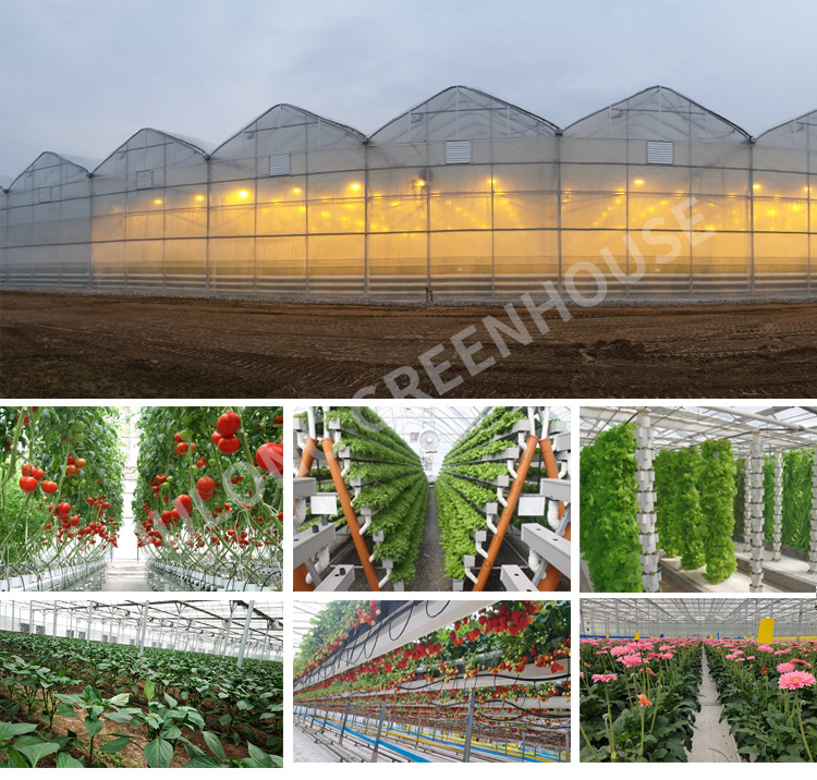 Low Cost Venlo Polycarbonate Greenhouse with Hydroponics System for Tomato/Cucumber/Vegetable/Strawberry Planting