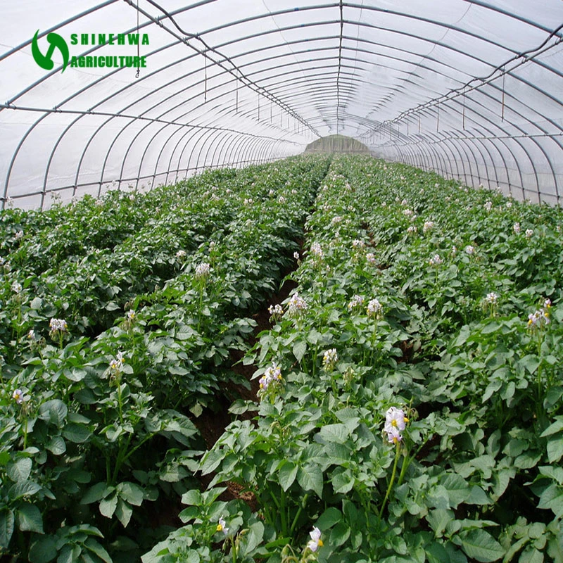 Mini/Small Agricultural Single-Span Tunnel/Hoop Plastic Film Greenhouse for Hydroponics Growing