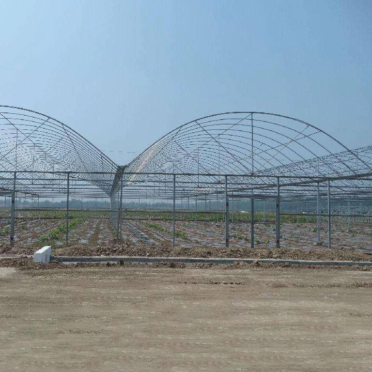 Plastic Film Greenhouse with Aquaponics Growing Systems