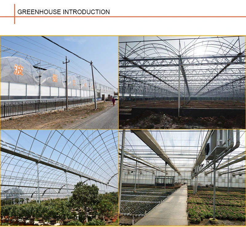 Tomato Growing Greenhouse for Sale