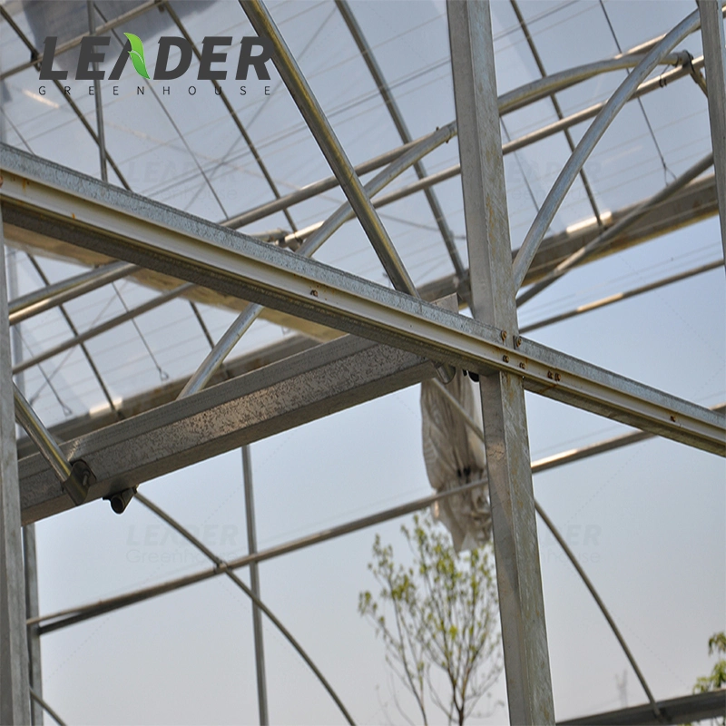 Low Cost Multi-Span Commercial Used Aquaponic Greenhouse with Top Ventilation System for Sale