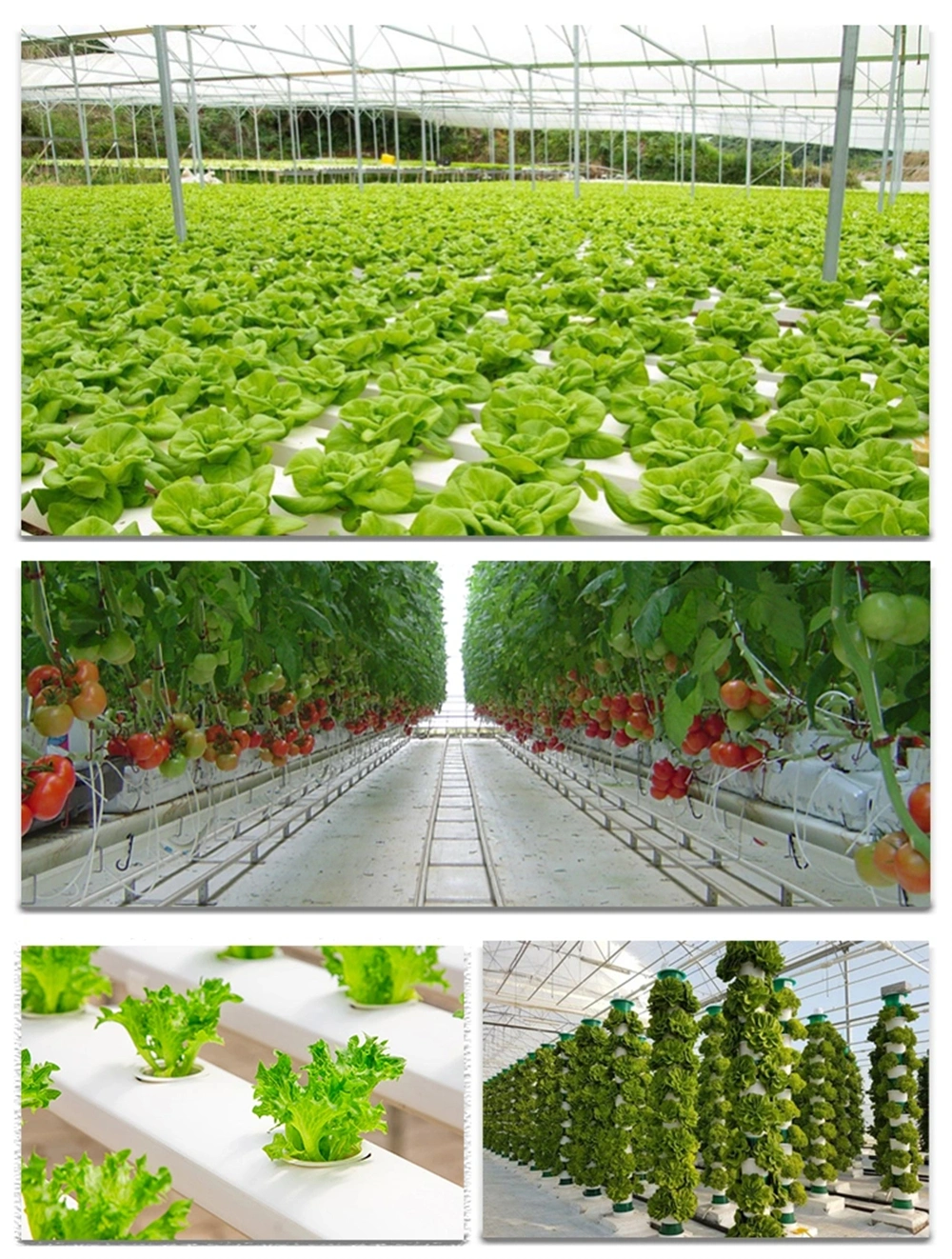 Arch Roof/High Tunnel/Film Greenhouse with Automatic Hydroponic System for Cucumber/Flower/Tomato