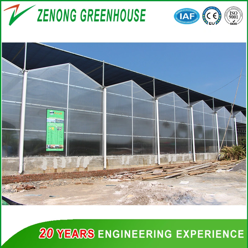 Cucumber Planting Multi-Span PC Greenhouse with Drip Irrigation