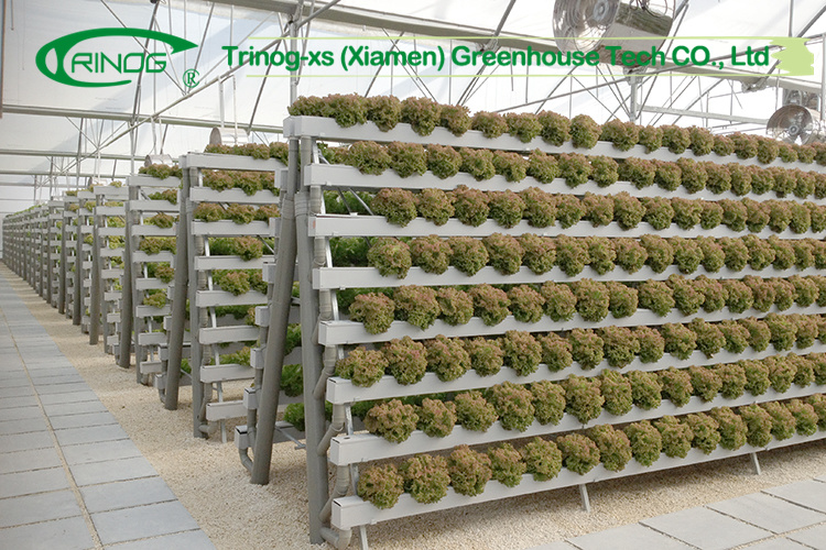 Cheap Agricultural Cultivation Hydroponics System Multi-span Film Greenhouse