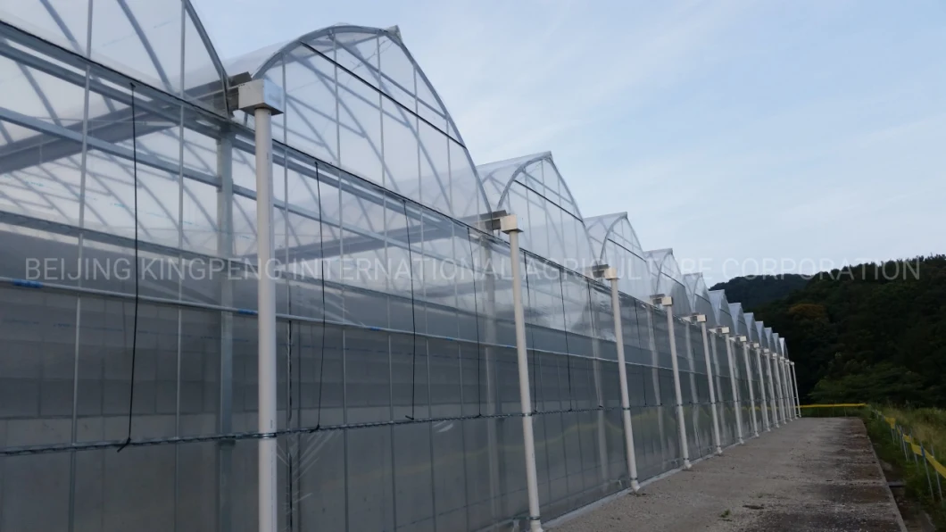 Tunnel Plastic PE 0.2mm Film Greenhouse Growing Cucumber Tomato
