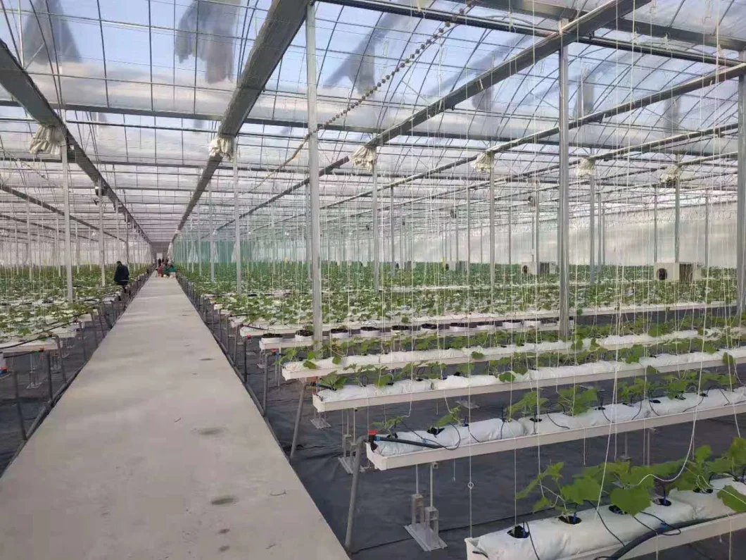 High Quality Single Span Blackout Greenhouse for Medical Plant